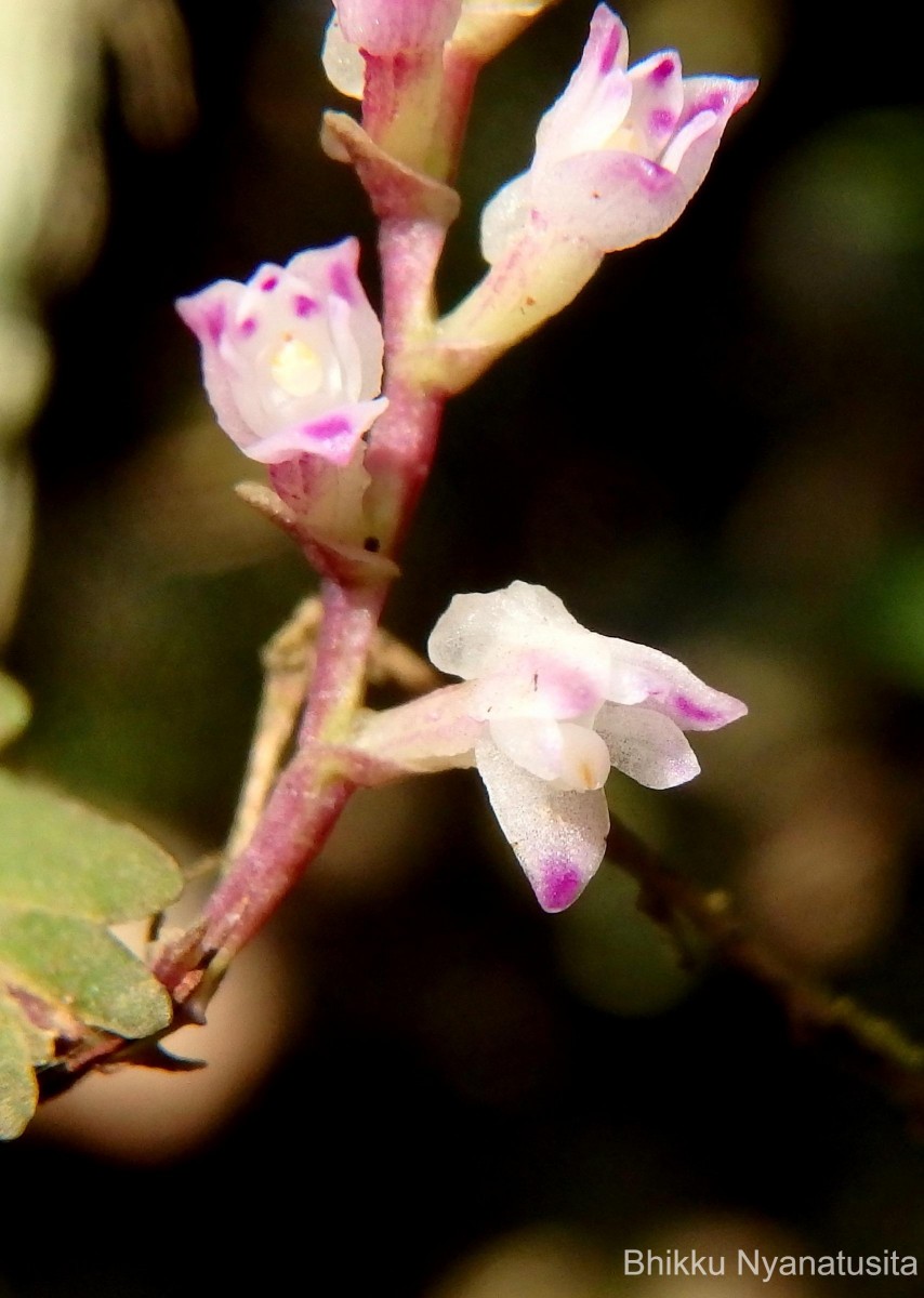 Podochilus malabaricus Wight